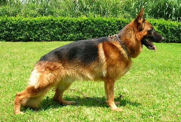 common.animal_image_alt