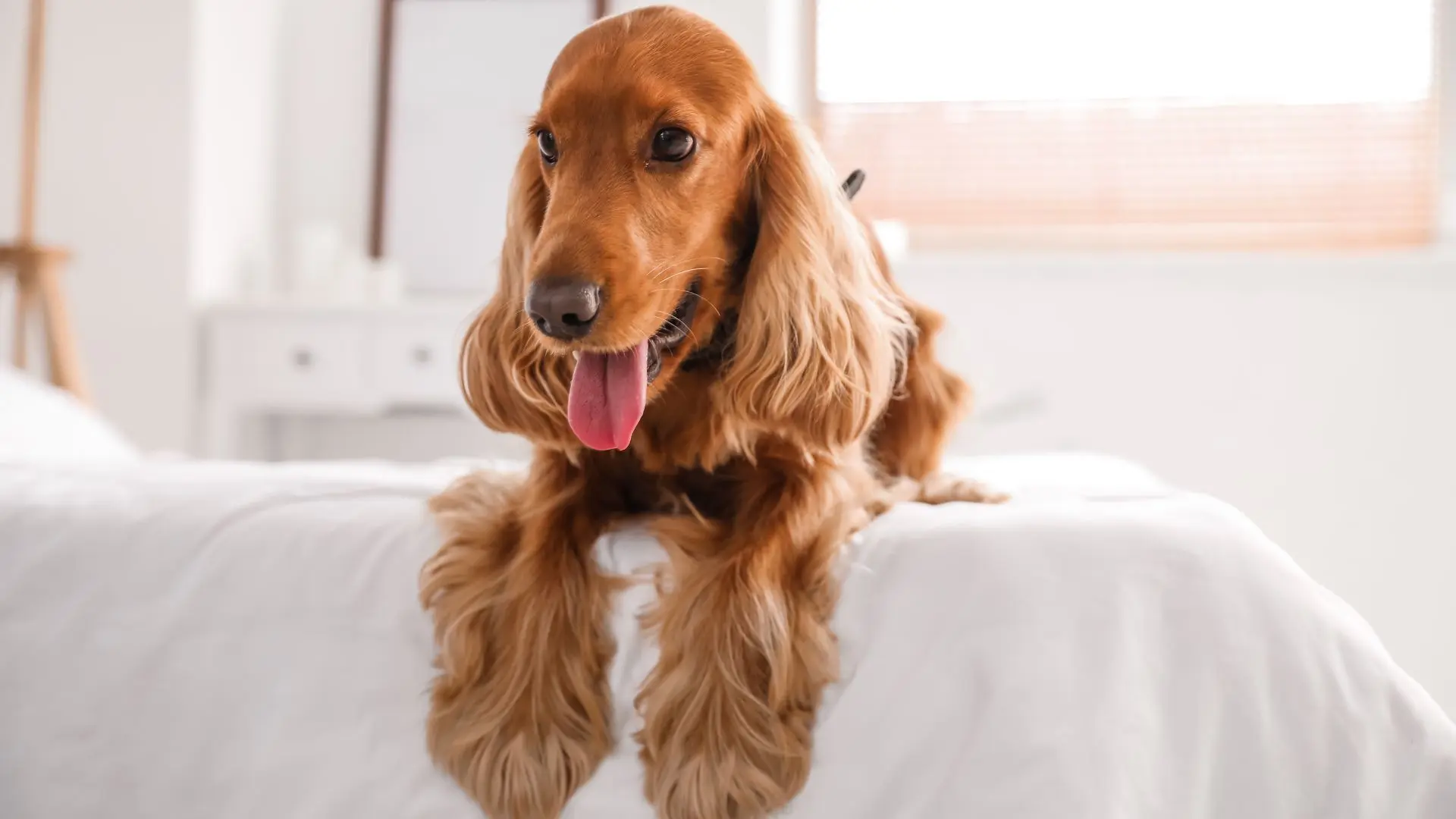 common.animal_image_alt