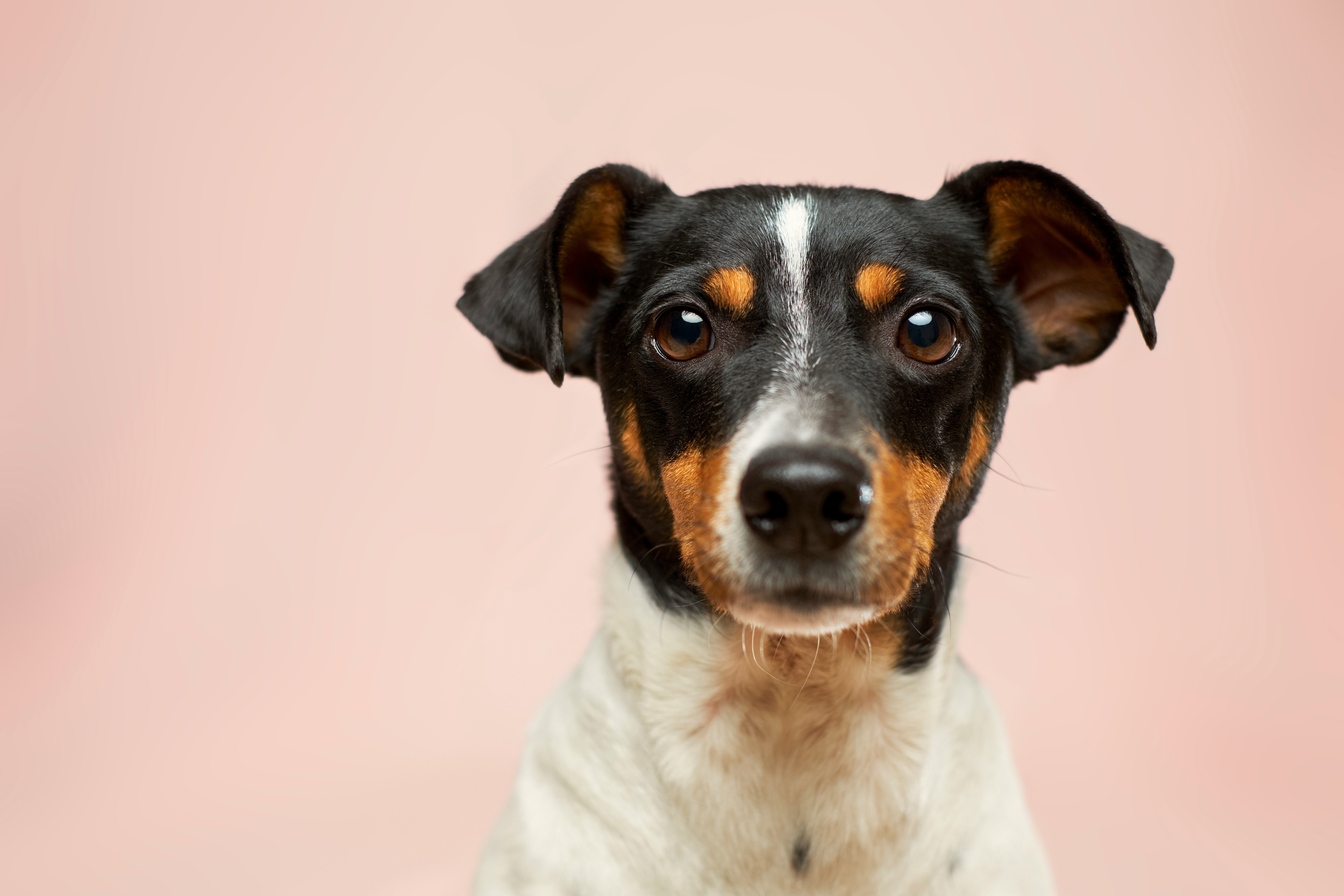 common.animal_image_alt