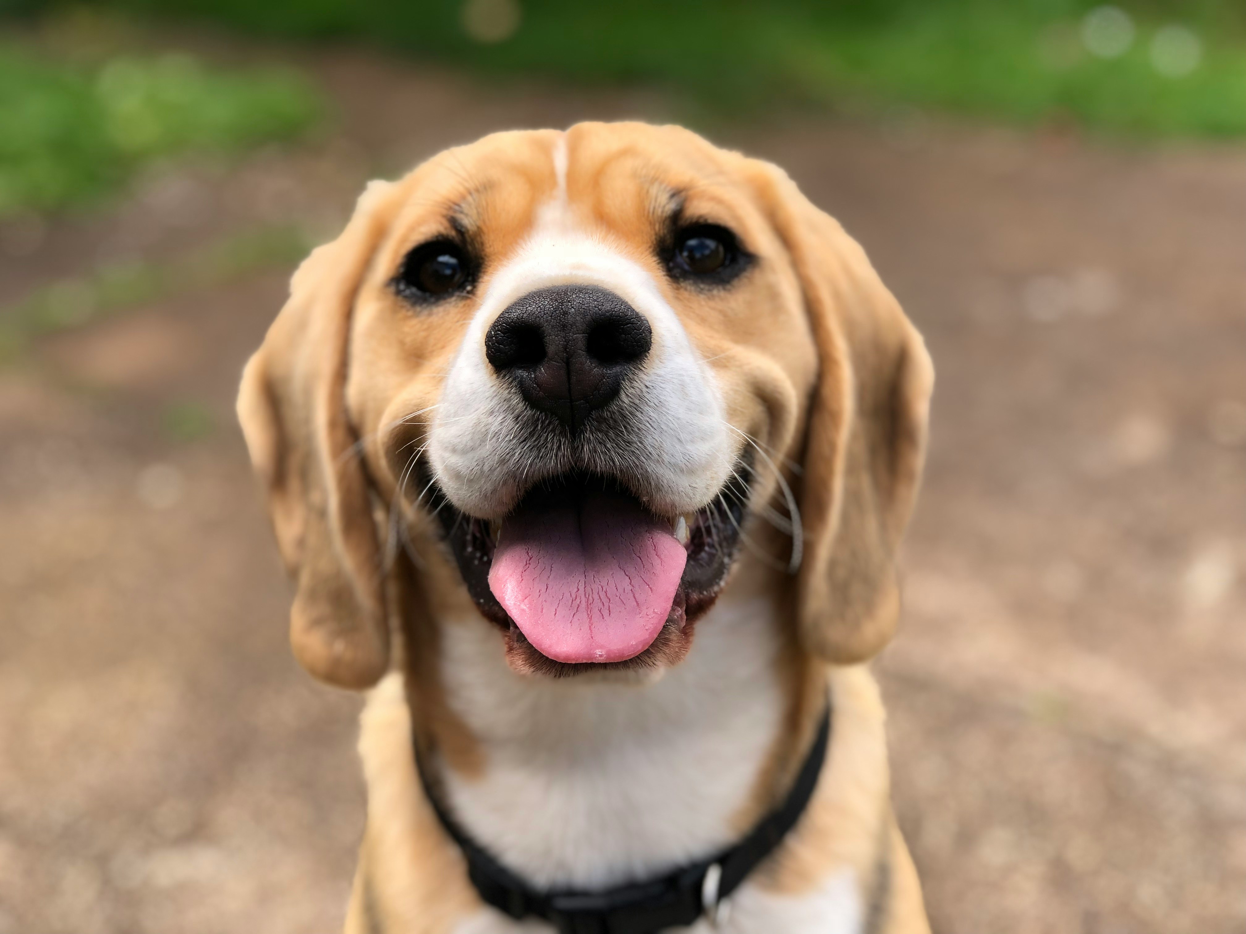 common.animal_image_alt
