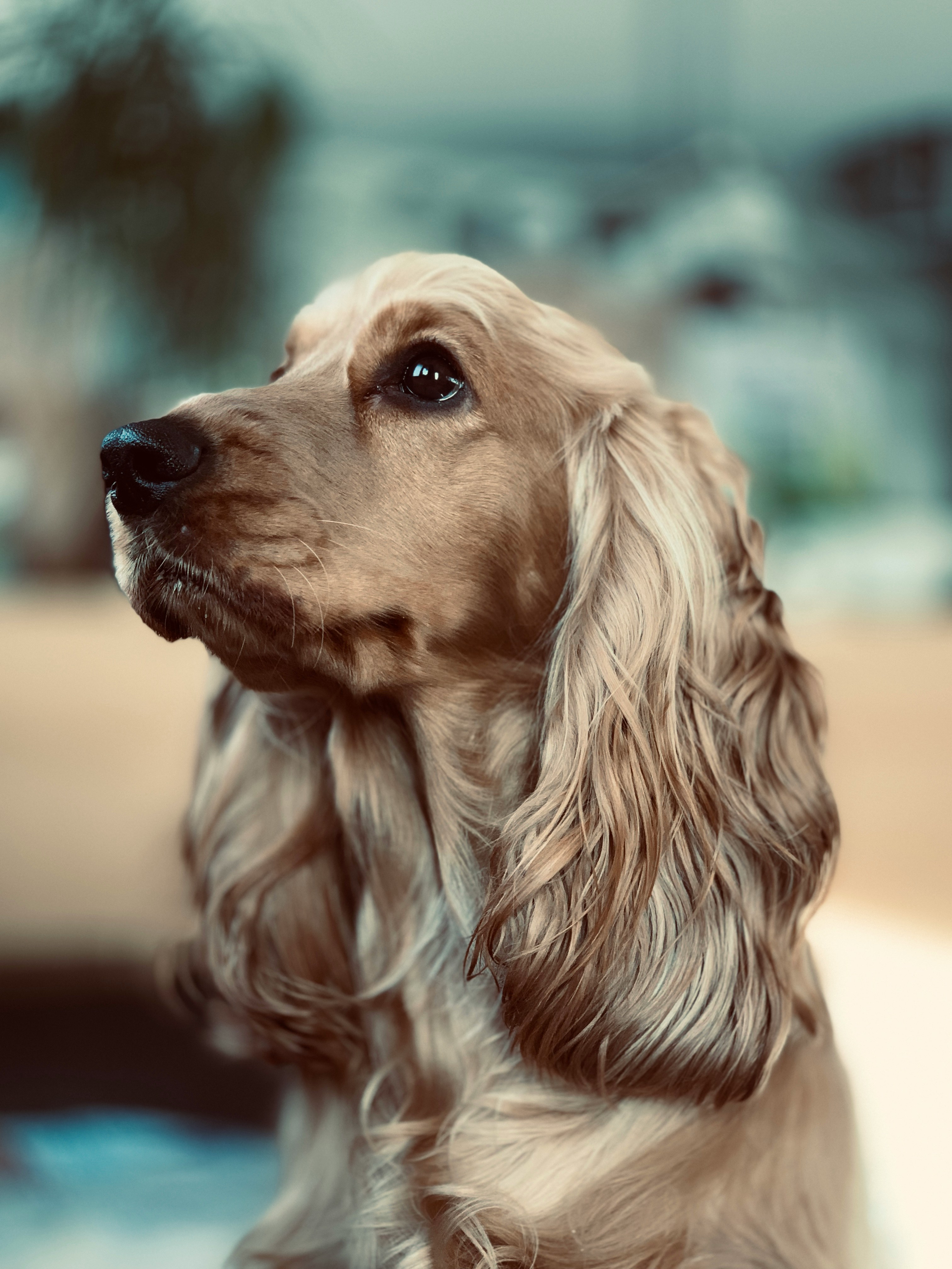 common.animal_image_alt